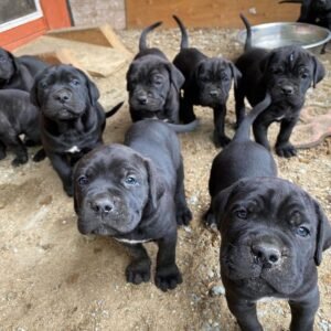 Questions to Ask Before Bringing Home a Cane Corso Puppy