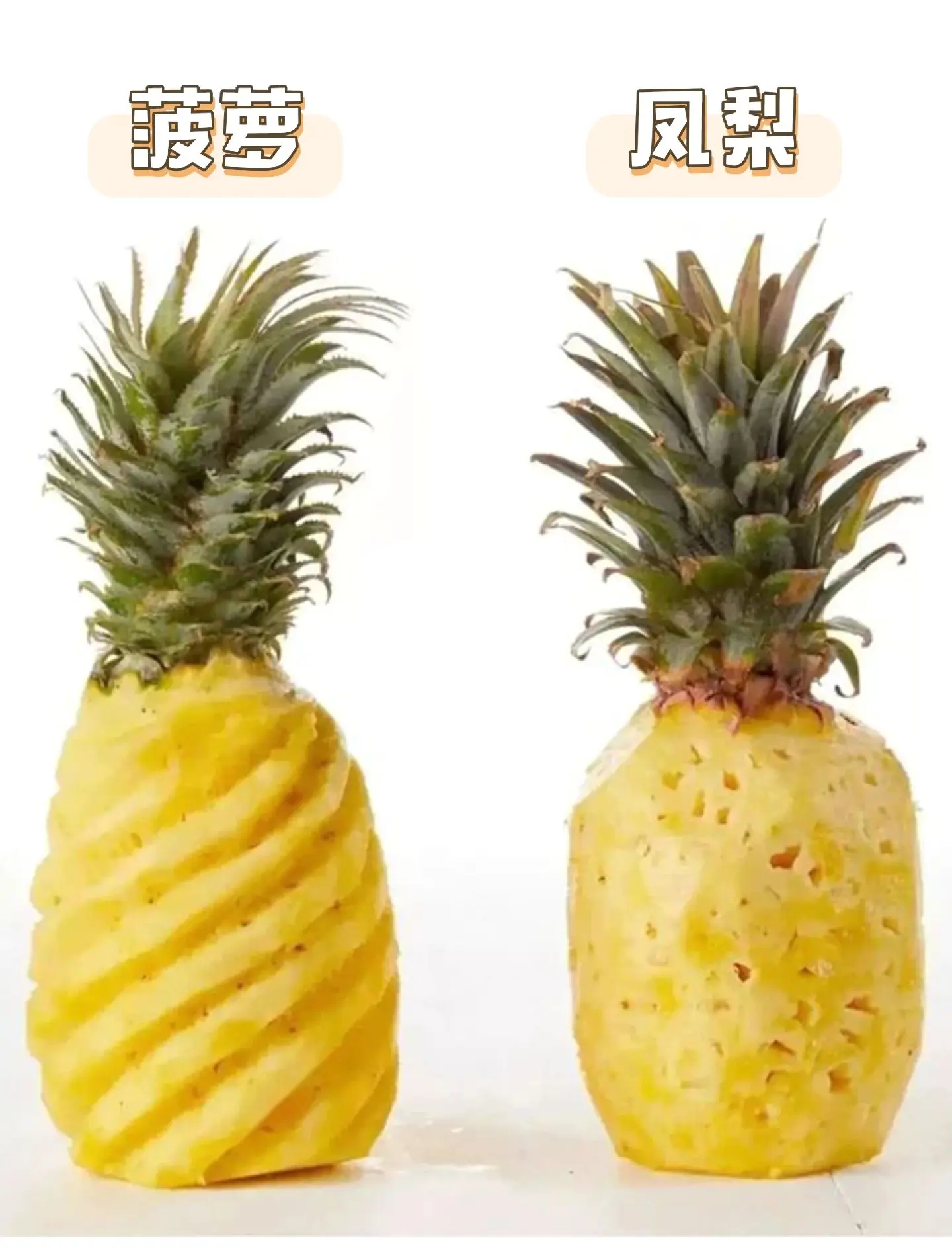 凤莉菠萝的区别 凤梨和菠萝有什么区别?教你一招,轻松识别 