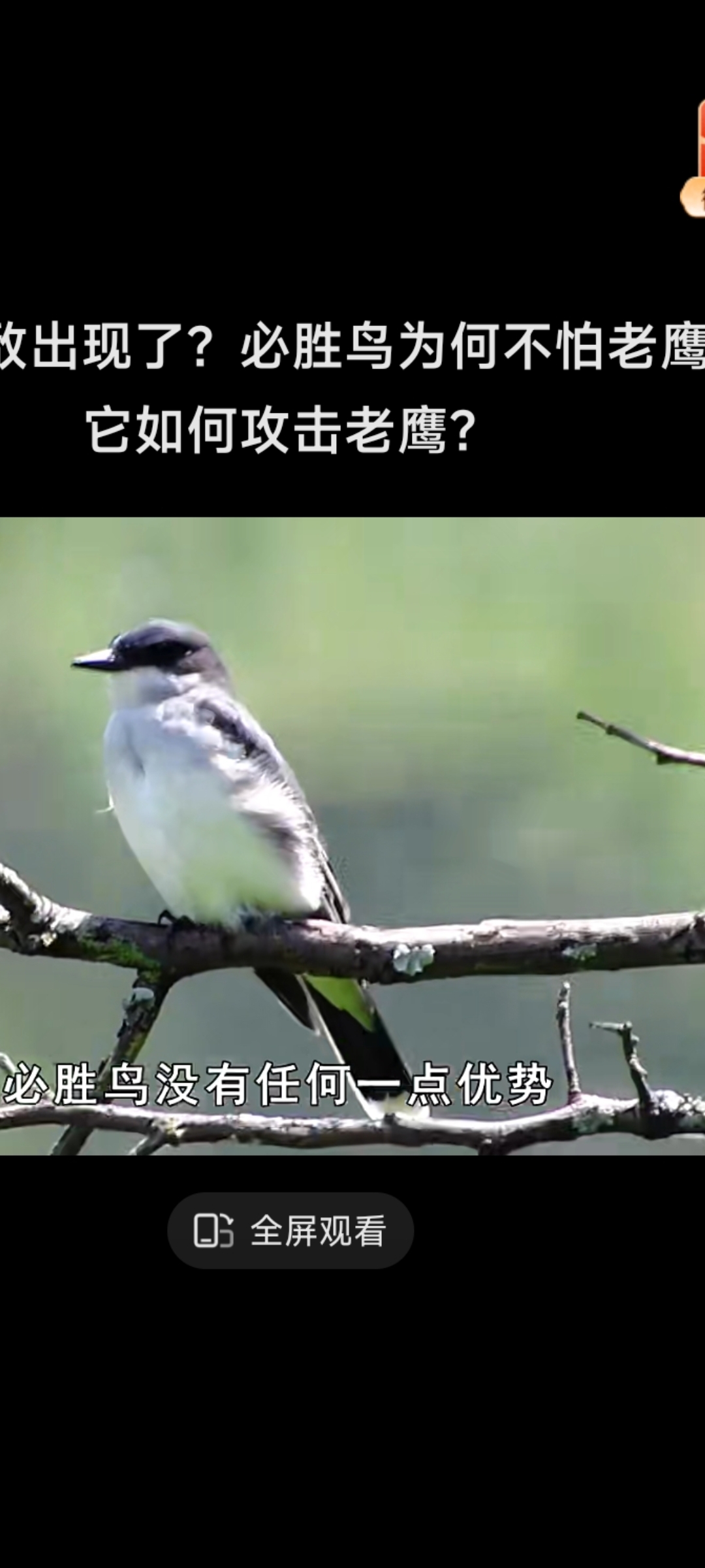 老鹰实现大逆转，凭借团队合作迎来胜利的简单介绍